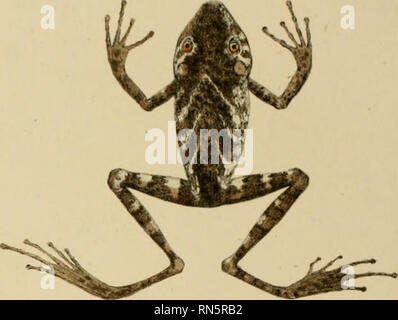 . Animalia nova sive Arten novae testudinum et ranarum, quas in itinere pro Brasiliam annis 1817-1820... Maximiliani Joseph... . ^.. Bitte beachten Sie, dass diese Bilder sind von der gescannten Seite Bilder, die digital für die Lesbarkeit verbessert haben mögen - Färbung und Aussehen dieser Abbildungen können nicht perfekt dem Original ähneln. extrahiert. Spix, Johann Baptist von, 1781-1826. Monachii, F.S. Hübschmanni Stockfoto