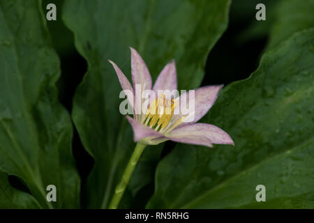 Kinugasa Japonica. Einheimischer Arten in Japan. Es hat 7 bis 9 Blüten je nach individuellen und ist gleich der Anzahl der Blätter. Tsugaike, Hakuba Stockfoto