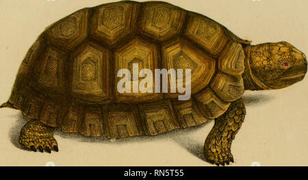 . Animalia nova sive Arten novae testudinum et ranarum, quas in itinere pro Brasiliam annis 1817-1820... Maximiliani Joseph... . Bitte beachten Sie, dass diese Bilder sind von der gescannten Seite Bilder, die digital für die Lesbarkeit verbessert haben mögen - Färbung und Aussehen dieser Abbildungen können nicht perfekt dem Original ähneln. extrahiert. Spix, Johann Baptist von, 1781-1826. Monachii, F.S. Hübschmanni Stockfoto