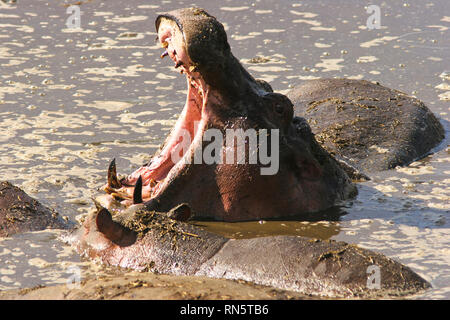 Ein großes gähnendes Nilpferd, das in das Wasser eines afrikanischen Sees eingetaucht ist Stockfoto