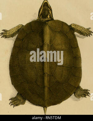 . Animalia nova sive Arten novae testudinum et ranarum, quas in itinere pro Brasiliam annis 1817-1820... Maximiliani Joseph... . 1. Bitte beachten Sie, dass diese Bilder sind von der gescannten Seite Bilder, die digital für die Lesbarkeit verbessert haben mögen - Färbung und Aussehen dieser Abbildungen können nicht perfekt dem Original ähneln. extrahiert. Spix, Johann Baptist von, 1781-1826. Monachii, F.S. Hübschmanni Stockfoto