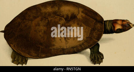 . Animalia nova sive Arten novae testudinum et ranarum, quas in itinere pro Brasiliam annis 1817-1820... Maximiliani Joseph... . Bitte beachten Sie, dass diese Bilder sind von der gescannten Seite Bilder, die digital für die Lesbarkeit verbessert haben mögen - Färbung und Aussehen dieser Abbildungen können nicht perfekt dem Original ähneln. extrahiert. Spix, Johann Baptist von, 1781-1826. Monachii, F.S. Hübschmanni Stockfoto
