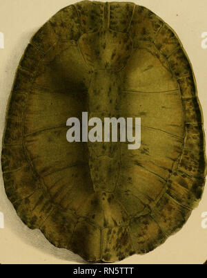 . Animalia nova sive Arten novae testudinum et ranarum, quas in itinere pro Brasiliam annis 1817-1820... Maximiliani Joseph... - Z.. Bitte beachten Sie, dass diese Bilder sind von der gescannten Seite Bilder, die digital für die Lesbarkeit verbessert haben mögen - Färbung und Aussehen dieser Abbildungen können nicht perfekt dem Original ähneln. extrahiert. Spix, Johann Baptist von, 1781-1826. Monachii, F.S. Hübschmanni Stockfoto