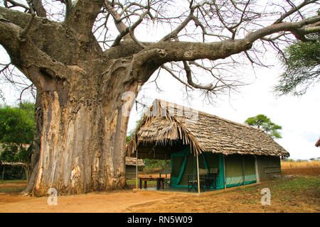 Isoliertes Zelt in der Nähe eines großen Baobab in der afrikanischen Savanne Stockfoto