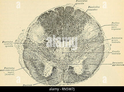 . Anatomie, beschreibende und angewendet werden. Anatomie. Bereiche der Medulla oblongata 871 der Pyramiden. Ihre weitere Kurs auf das Großhirn wird weiter beschrieben werden. • Fasciculi jiyramidales Abb. 642.-Trans-Abschnitt der Medulla oblongata Am decussation der pyramidalen Tracts. Canalis centralis Kern nervi alae cinereae hypoglossi Zellkern Zellkern Zellkern fatciculi fasciculi v. griech. "cimeati. Bitte beachten Sie, dass diese Bilder aus gescannten Seite Bilder, die digital für die Lesbarkeit verbessert haben mögen - Färbung und Aussehen dieser Abbildungen können nicht Perfekt r extrahiert werden Stockfoto