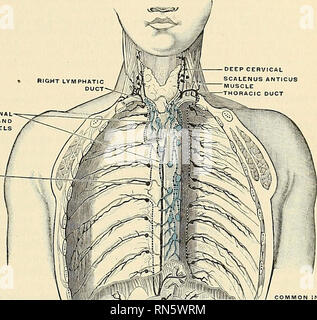 . Anatomie, beschreibende und angewendet werden. Anatomie. Der LYMPHATICS DES THORAX 801 eine im Winkel zwischen der Bronchien {lymphoglandulae tracheales); andere Knoten, genannt interbronchial {lymphoglandulae Bronchiales), sind an den Punkten, an der Teilung der größeren Bronchien gefunden. Die afferenzen des Tracheo-bronchial Knoten Ablassen der Lunge und der Bronchien, die Thorakalen Teil der Luftröhre und der Herzen; einige MEDIASTINALE KNOTEN UND SCHIFFE INTERKOSTALEN KNOTEN UND SCHIFFE. RECEPTACULUM" • "",1 ^M ^-^ ein ryy^' W^/jii tinaltrut. Bitte beachten Sie, dass diese Bilder aus gescannten Seite Bilder extrahiert werden. Stockfoto