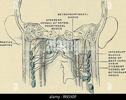 . Anatomie, beschreibende und angewendet werden. Anatomie. 776 Das GEFÄSSSYSTEM ohrspeicheldrüse Knoten Ablassen der Augenlider, Augenbrauen, die Wurzel der Nase, den oberen Teil der Wange, frontotemporale Teil der Kopfhaut, von der äußeren Oberfläche der Ohrmuschel, aus dem äußeren Gehörgang und dem Tympanon. Ihre efferents Pass zu den oberen Tiefen zervikalen Knoten. Die subparotid Knoten liegen unter der Ohrspeicheldrüse, an der lateralen Wand des Pharynx, und Sie sind in der Nähe der Arteria carotis interna und der Vena jugularis interna. Ihre afferenzen entleeren Sie den hinteren Teil der Nase Fossa, nasenrachen und Eust Stockfoto