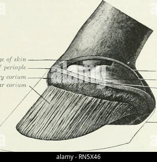 . Die Anatomie der Haustiere. Veterinär Anatomie. Das CORIUM DER HUF 893 Grenze und am Winkel. Zentral ist es kontinuierlich mit der coriura des Frosches und Bars. Die Tiefe der Oberfläche ist an die einzige Oberfläche des dritten Phalanx durch einen modifizierten und hoch vaskuläre Knochenhaut befestigt. Schnittkante haut Corium Der periople Korollar corium corium Laminar. Cartifiigc Dritter/./" / "", - S... ^-", der iKicicidar bursa Position des Strahlbeines Umriss des Hufes. Fio. 71 G.-Latlral Blick auf den Fuß des Pferdes nach Ausbau der Huf und S.^ rt der Haut". (Nach Schmaltz, Atlas d. . Nat. d. Pferdes). Stockfoto