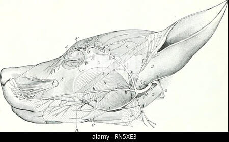 . Die Anatomie der Haustiere. Veterinär Anatomie. 852 DAS NERVENSYSTEM DES HUNDES an die A. carotis communis. Die beiden Nerven getrennt nach Eingabe des Thorax (Abbn. G13, 614). Die richtigen vagus Kreuze schräg über das richtige Gesicht der Trachea und teilt eine kurze Strecke hinter der Bifurkation der letzteren in tlorsal und ventralen Ästen. Der linke Vagusnerv kreuzt die Mantelfläche des Aortenbogens und teilt ähnlich. Durch die Vereinigung der dorsalen und ventralen Abteilungen der beiden Nerven Es gibt dorsalen und ventralen ösophageale Trunks gebildet. Die dorsale Trunk stimmt mit b Stockfoto