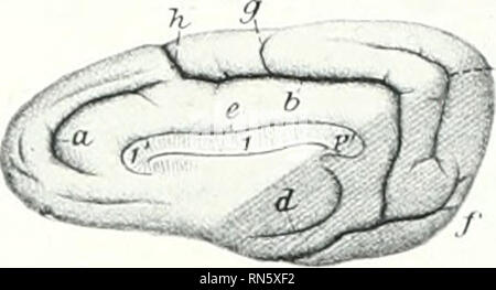 . Die Anatomie der Haustiere. Veterinär Anatomie. 850 DAS NERVENSYSTEM DES HUNDES. /, Corpuscallosum: 1', genu;?", Splen - Ium des Corpus callosum; a, genual Riss; 6. splenial Riss; c, suprasplenial Riss; d, Hippocampus riss; e, Sulcus corporis callosi;/, postsplenial Riss; 3, weniger Kreuzband riss; h, kreuzband Riss, (nach Ellenberger, in Leisering von Atlas.) 9. Das kreuzband Riss, ist die tiefste; mil Die meisten rharaeteristie. Es schneidet tief in die Ein-terior Drittel der dorso-inedial Grenze und Nins ahiujst gerade () iitv: Ird. Es ist kontinuierlich auf die Medien Stockfoto