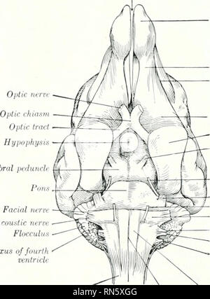 . Die Anatomie der Haustiere. Veterinär Anatomie. Zerebrale peduitch' Pons Gesichtsbehandlung Hcriv Akustische 7 ierrc Flocculus Chiwioid Plexus des vierten Ventrikel Abb. 677.-Basis von Gehirn von Doo. Longituflinal riss. Bulbus olfaktorischen Trakt des Sulcus lateralis rhinalis Fossa Piriform lobe Okulomotorischen nerv Trochlea nerv Nervus trigeminus Nerv Corpus trapezoideum Abducent Glosso - tonsilla Nerv]' agus Nerv nerv SpiTial Zubehör Netzkabel mittlere Spalte Pyramide FiQ. 07 S. - Ket, Abb. B 77. Bitte beachten Sie, dass diese Bilder aus gescannten Seite Bilder, die digital verbessert worden sein kann f extrahiert werden Stockfoto