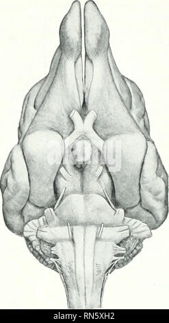 . Die Anatomie der Haustiere. Veterinär Anatomie. 848 DER NERVOI SYSTEM DES HUNDES. Zerebrale peduitch' Pons Gesichtsbehandlung Hcriv Akustische 7 ierrc Flocculus Chiwioid Plexus des vierten Ventrikel Abb. 677.-Basis von Gehirn von Doo. Longituflinal riss. Bitte beachten Sie, dass diese Bilder sind von der gescannten Seite Bilder, die digital für die Lesbarkeit verbessert haben mögen - Färbung und Aussehen dieser Abbildungen können nicht perfekt dem Original ähneln. extrahiert. Sisson, Septimus, 1865-1924. Saunders Philadelphia Stockfoto