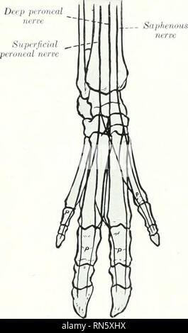 . Die Anatomie der Haustiere. Veterinär Anatomie. 846 DAS NERVENSYSTEM DES SCHWEINS der Plexus brachialis ist von der gleichen Nerven wie in der ox abgeleitet, sondern die Wurzel eingerichtet. l) y die sechste zervikalen ist relativ kleiner. Der Plexus besteht aus zwei Teilen, dem ujiper der, die sich über dem scalenus, die unteren zwischen den beiden Teilen des Muskels. Die wichtigsten Unterschiede in der Nerven, die aus dem Plexus aus der Anordnung im Ox treten im distalen Teil der Extremität. Die kutane Zweig der Radialnerv teilt Am carjius in Branchen, die mit dem dor Concur Stockfoto