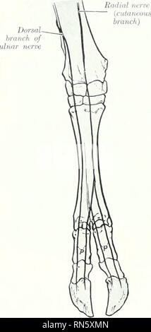 . Die Anatomie der Haustiere. Veterinär Anatomie. 840 DAS NERVENSYSTEM DER OCHSE antl Ruinen der angrenzenden Fläche des ahomasum. Die ventrale ösophageale Amtsleitung wird auf der linken Seite der Oberfläche des Pansens; es liefert verzweigt in die Leber Plexus und zu allen Bereichen des Magens. Die wirbelsäule Zubehör Nerv präsentiert zwei Besonderheiten. Der Teil, der verbindet die juguhir, phalicus. Die Nucleus nervus hypoglossus Nerv ist groß. Es ist mit der ventralen Division des ersten zervikalen Nerven durch eine Niederlassung von beträchtlicher Größe verbunden, und iletaches einen langen Ast, läuft backwartl entlang der A. carotis Stockfoto