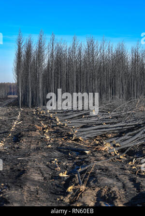 15. Februar 2019, Brandenburg, Treuenbrietzen: Schwarz verbrannt Kiefern von einem verbrannten Wald in der Nähe der Bundesstraße 102 steigen in den blauen Himmel. Mehrere hundert Hektar Wald wurden durch Waldbrände im Sommer 2018 in der Nähe von Treuenbrietzen zerstört. Zwei Tage nach dem Ausbruch des riesigen waldbrand südwestlich von Berlin, Hunderte Einsatzkräfte waren immer noch den Kampf gegen die Flammen. Drei Dörfer mit insgesamt über 500 Menschen mussten vor dem Brand evakuiert werden. Seit mehreren Wochen, große Teile der verbrannten Wald wurden gelöscht. Foto: Patrick Pleul/dpa-Zentralbild/ZB Stockfoto