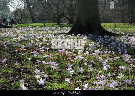 London, Großbritannien. 17 Feb, 2019. Krokusse blühen in der warmen Frühlingssonne bei Kew im Südwesten Londons, wo Temperaturen von 15 Grad Celsius erreicht. Credit: Julia Gavin/Alamy leben Nachrichten Stockfoto