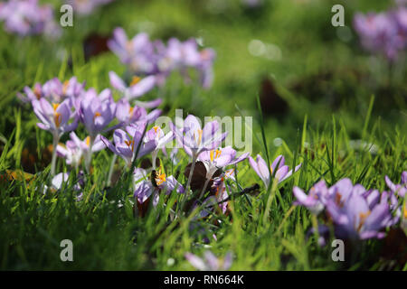 London, Großbritannien. 17 Feb, 2019. Krokusse blühen in der warmen Frühlingssonne bei Kew im Südwesten Londons, wo Temperaturen von 15 Grad Celsius erreicht. Credit: Julia Gavin/Alamy leben Nachrichten Stockfoto