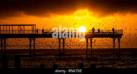 Aberystwyth, Großbritannien. 17 Feb, 2019. UK Wetter. Wie die Sonne dramatisch über die Cardigan Bay am Ende einer anderen Tag der warmen sonnigen Wetter, Leute stehen am Ende der Pier in Aberystwyth werden von einigen zig Tausende von Staren, die für die Nacht auf den Wald von Gusseisen Beine unter Victorian seaside von Aberystwyth Pier roost umgeben. Der Westküste Stadt ist einer der wenigen städtischen Quartieren im Land und zieht Menschen aus der ganzen UK, Zeuge der spektakulären nächtlichen zeigt zwischen Oktober und März. Credit: Keith Morris/Alamy leben Nachrichten Stockfoto