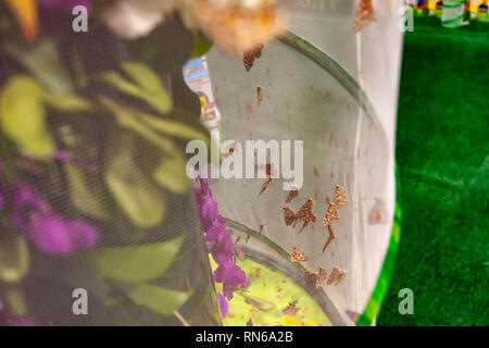 New York, USA. 17 Feb, 2019. Lebende Schmetterlinge aus Insectlore auf Anzeige in ihren Satz er 116 North American International Toy Fair im Jacob Javits Convention Center in New York am Sonntag, den 17. Februar 2019. Die Firma Schiffe eine Tasse Raupen" und die Beschränkung der Serveranzahl Käfig zusammen mit der notwendigen Nahrung. Die Raupen schließlich biegen Sie in die Schmetterlinge. (© Richard B. Levine) Credit: Richard Levine/Alamy leben Nachrichten Stockfoto