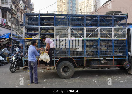 Lebende Hühner gebunden, indem Er ihre Füße und hängen im Bündel zu einem Fleischmarkt in Bhendi Bazar, Mumbai, Indien delibered Stockfoto