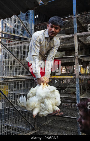 Lebende Hühner gebunden, indem Er ihre Füße und hängen im Bündel zu einem Fleischmarkt in Bhendi Bazar, Mumbai, Indien geliefert wird Stockfoto