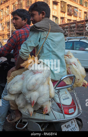 Lebende Hühner gebunden, indem Er ihre Füße und hängen in Bundles gekarrt werden von Kunden aus einem Fleischmarkt in Bhendi Bazar, Mumbai, Indien Stockfoto