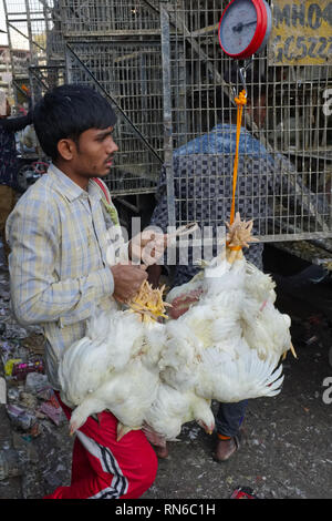 Lebende Hühner gebunden, indem Er ihre Füße und hängen im Bündel zu einem Fleischmarkt in Bhendi Bazar, Mumbai, Indien geliefert wird Stockfoto