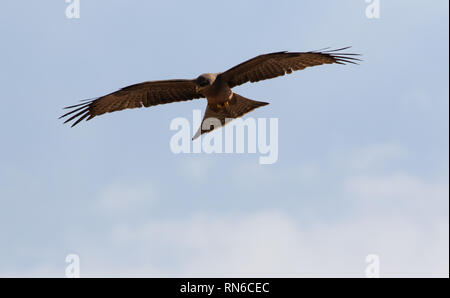 Eine königliche Drachen in den Himmel auf der Suche nach Beute fliegen Stockfoto