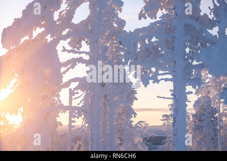 Frost und Schnee bedeckt Bäume in der Taiga aka borealen Wald im Winter gegen Golden Sun in Finnland Stockfoto