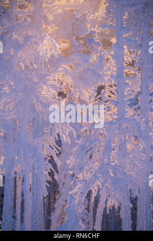 Frost und Schnee bedeckt Bäume in der Taiga aka borealen Wald im Winter gegen Golden Sunset im Skiort Levi in Kittilä, Finnland Stockfoto