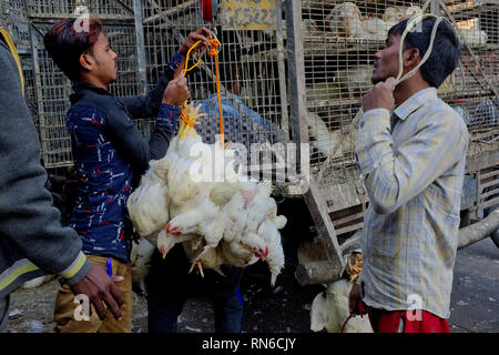 Live chieckens gebunden, indem Er ihre Füße und hängen in Bundles sind während der Auslieferung zu einem Fleischmarkt in Bhendi Bazar, Mumbai, Indien gewogen Stockfoto