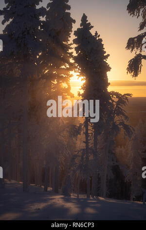 Silhouette von Frost und Schnee bedeckt Bäume in der Taiga aka borealen Wald im Winter gegen Golden Sunset mit Sonnenstrahlen durch Nebel im Skiort Levi in Stockfoto
