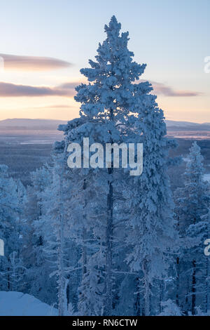 Verschneite Bäume mit Sonnenuntergang Landschaft im Skiort Levi in Kittilä, Finnland. Vertikale Ansicht. Stockfoto