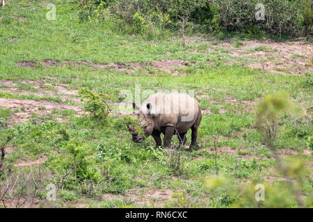 Bild eines isolierten Nashorn im afrikanischen Busch Stockfoto