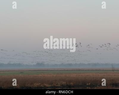 Wildvögel im Morgennebel, Landschaft, Morgengrau Stockfoto