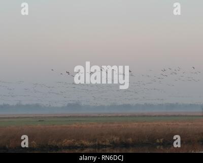 Wildvögel im Morgennebel, Landschaft, Morgengrau Stockfoto