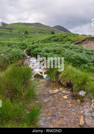 Ein Strom von klarem Wasser fließt eine Farn bedeckte Hügel von der Spitze des Hügels ein Lake District, Cumbria, England. Stockfoto