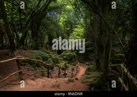 Eine grundlegende Schmutz weg führt tief in den dunklen Wald, Puzzlewood Coleford, England. Stockfoto