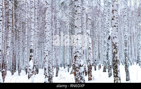 Schönen winter Birke Wald Stockfoto