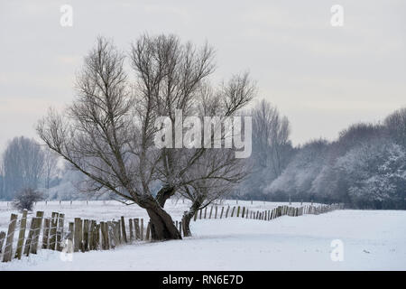 Alte pollard Baum an einem frostigen Wintermorgen auf schneebedeckten Ackerland, in ländlicher Umgebung, Niederrhein, Nordrhein-Westfalen, Deutschland. Stockfoto