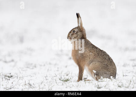 Feldhase/Europäischen Hase/Feldhase (Lepus europaeus) im Winter, im Schnee, Schneefall, aufmerksam beobachten, Seitenansicht, Wildlife, Europa. Stockfoto