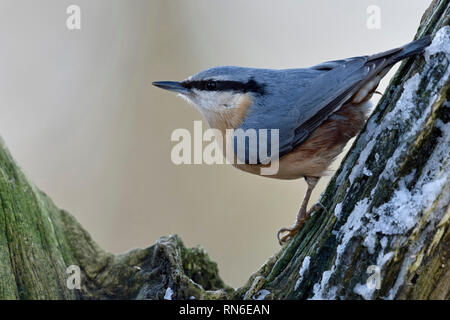 Eurasischen Kleiber/Europäischer Kleiber (Sitta europaea) im Winter, in einem Baum gehockt, um zu beobachten, typische Pose, Wildlife, Europa. Stockfoto