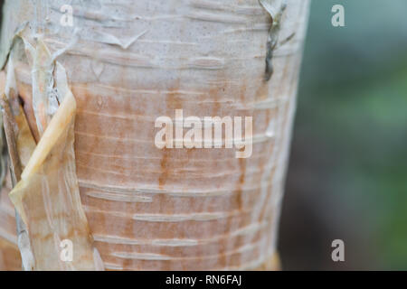 Cremige weiße Rinde und eine Amtsleitung. Nahaufnahme eines Japanischen weiße Birke (Betula platyphylla var. japonica). Tsugaike, Hakuba, Nagano, Japan Stockfoto