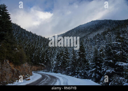Griechische Landschaft mit einem schneebedeckten Zickzack gebogene Straßen- und weißen Tannen auf jeder Seite im Winter. Stockfoto