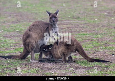 Die wilden famale Känguru Füttern ihr Joey aus der Tasche. Stockfoto