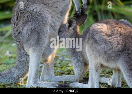 Die wilden famale Känguru Füttern ihr Joey aus der Tasche. Australien Stockfoto