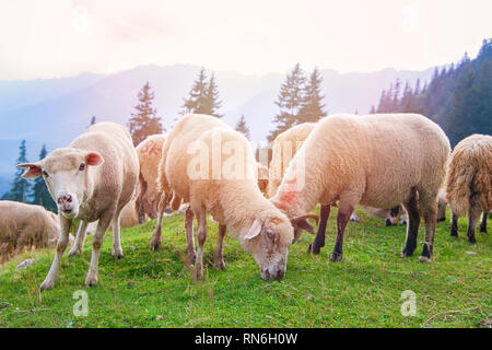 Schafe weiden frei auf der Alm Stockfoto