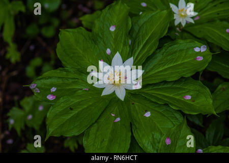 Kinugasa Japonica. Einheimischer Arten in Japan. Es hat 7 bis 9 Blüten je nach individuellen und ist gleich der Anzahl der Blätter. Tsugaike, Hakuba Stockfoto