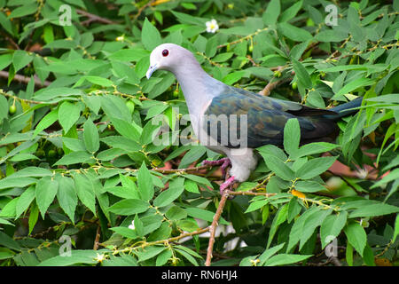 Grüne Imperial Pigeon, Galle Fort, Galle, Sri Lanka Stockfoto