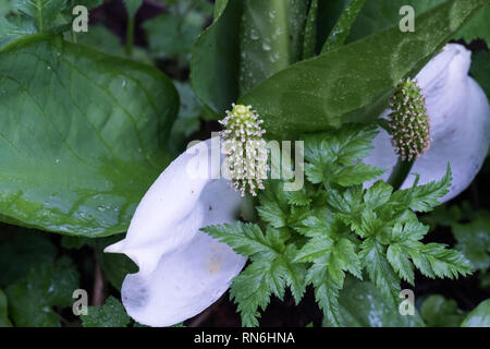 Asiatische skunk - Lysichiton camtschatcensis (Kohl) an Tsugaike, Hakuba, Nagano, Japan. Anfang Sommer Freuden. Stockfoto